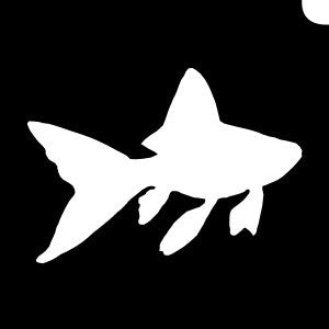 Goldfish